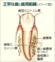 正常な歯と歯周組織